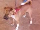 Cachorro raça Shar pei idade 1 ano nome Layla