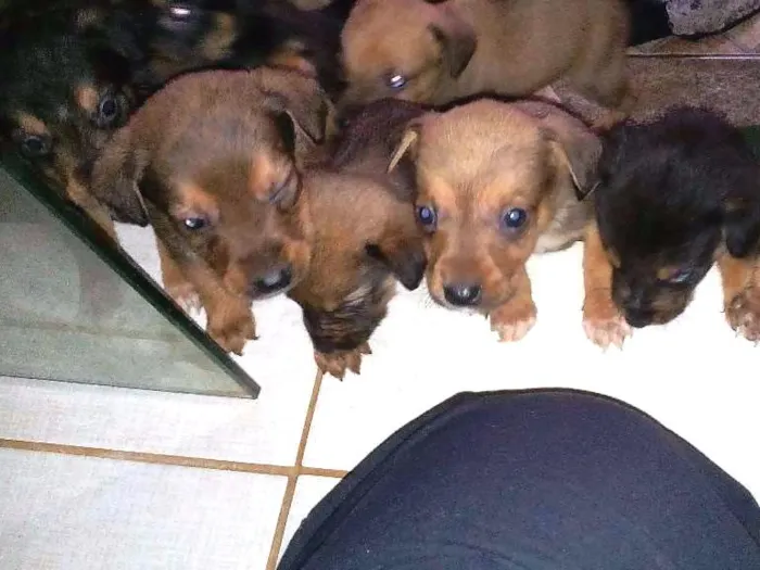 Cachorro ra a Vira lata idade Abaixo de 2 meses nome Sem nome