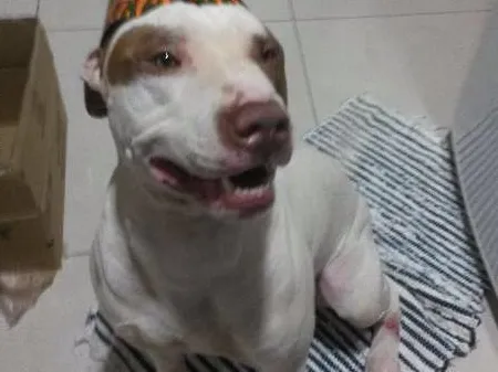 Cachorro ra a Pit-Bull idade 5 anos nome SCOOBY DOO