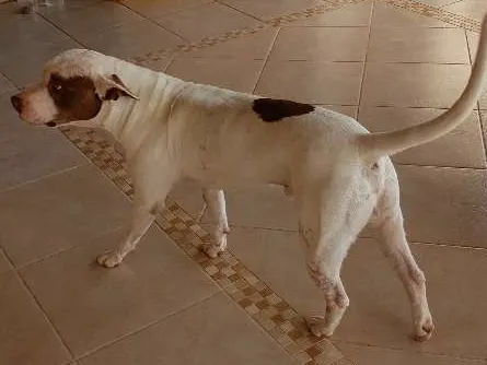 Cachorro ra a Pit-Bull idade 5 anos nome SCOOBY DOO