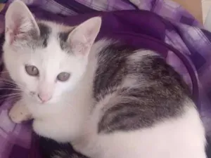 Gato raça  idade 2 a 6 meses nome filhote