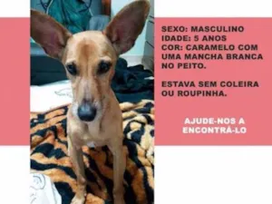 Cachorro raça SRD idade 5 anos nome Phanzer GRATIFICA