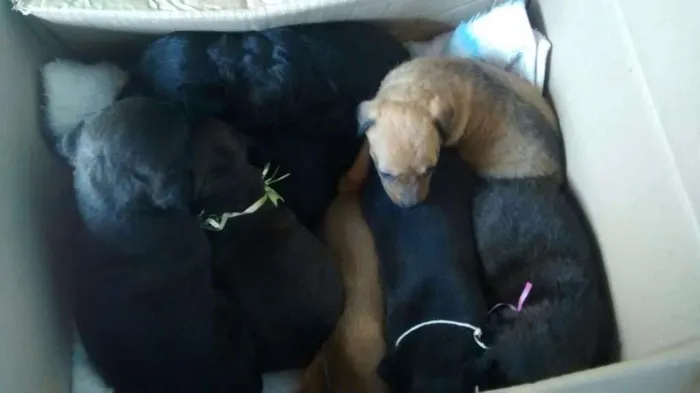 Cachorro ra a Viralata,pinchet com pung idade Abaixo de 2 meses nome Pricessa,boby,mel,