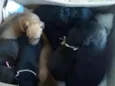 Pricessa,boby,mel,