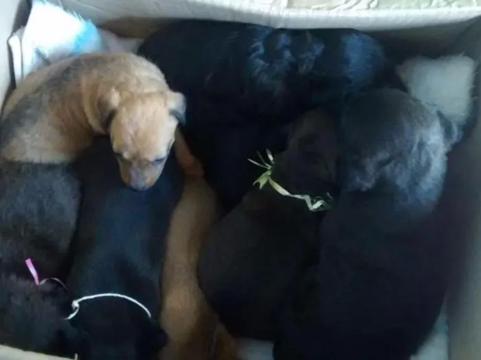 Cachorro ra a Viralata,pinchet com pung idade Abaixo de 2 meses nome Pricessa,boby,mel,