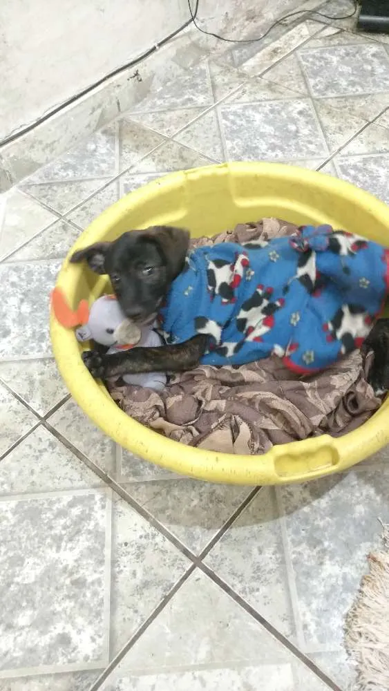 Cachorro ra a Sem raça definida idade 2 a 6 meses nome Sem nome