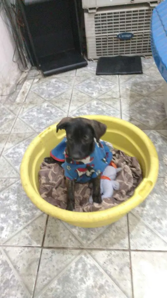 Cachorro ra a Sem raça definida idade 2 a 6 meses nome Sem nome