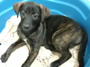Cachorro raça Sem raça definida idade 2 a 6 meses nome Sem nome