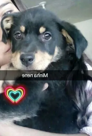 Cachorro raça vira lata idade 2 a 6 meses nome Jade