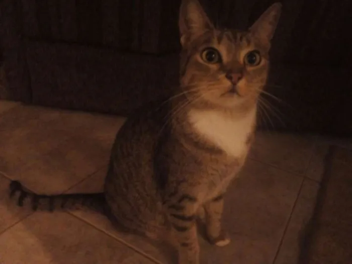 Gato ra a Indefinida idade 2 anos nome Kiara e cristal
