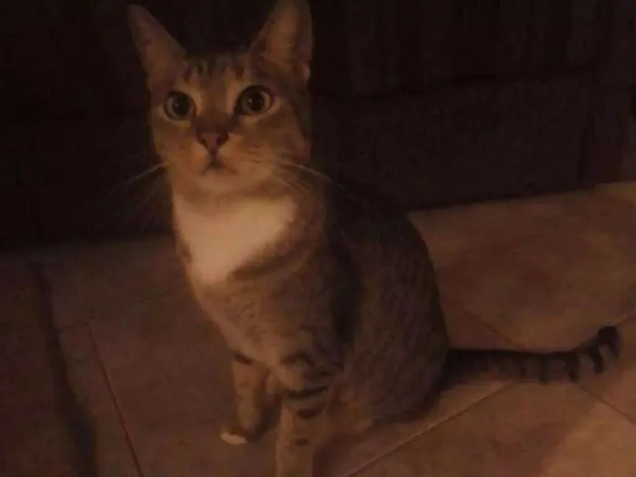 Gato ra a Indefinida idade 2 anos nome Kiara e cristal