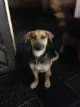 Tutu