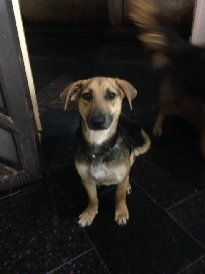 Cachorro ra a SRD idade 1 ano nome Tutu
