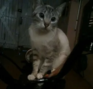Gato raça misturada com siamês idade 1 ano nome pretinha