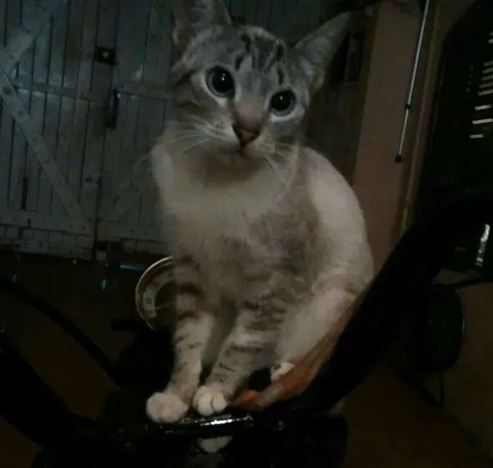 Gato ra a misturada com siamês idade 1 ano nome pretinha