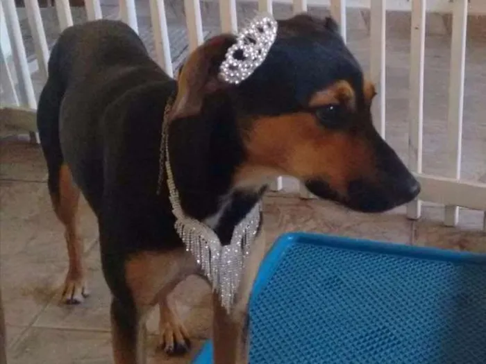 Cachorro ra a Raça indefinida idade 1 ano nome Pantera