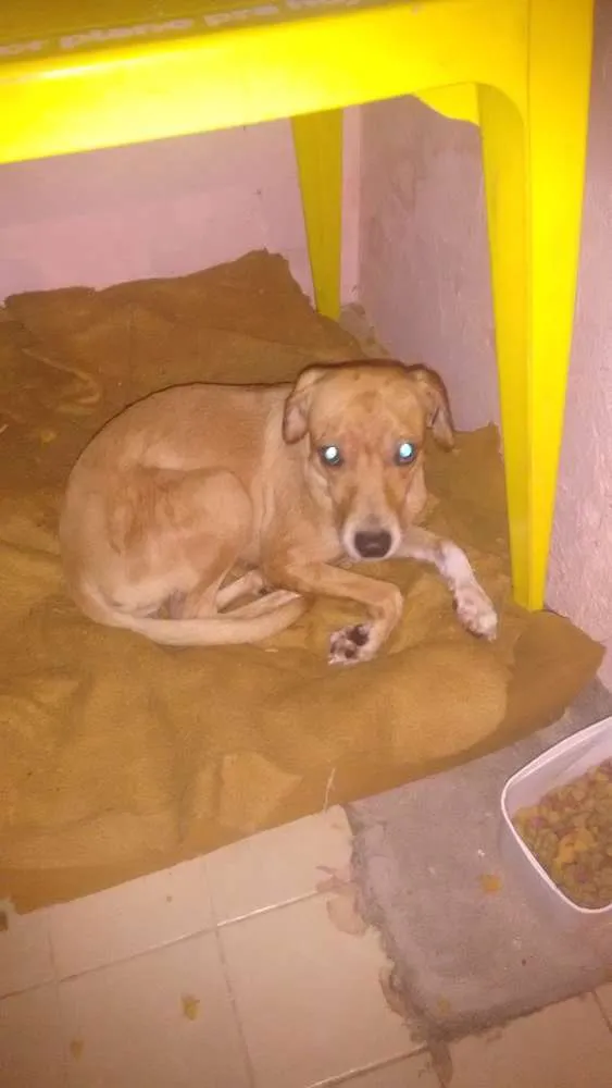 Cachorro ra a Vira lata idade 1 ano nome Annie Maria