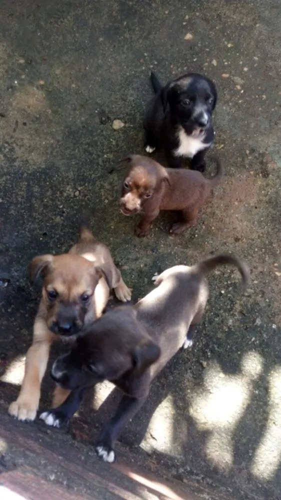 Cachorro ra a Sem raça definida idade 2 a 6 meses nome Sem nome