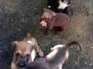 Cachorro raça Sem raça definida idade 2 a 6 meses nome Sem nome