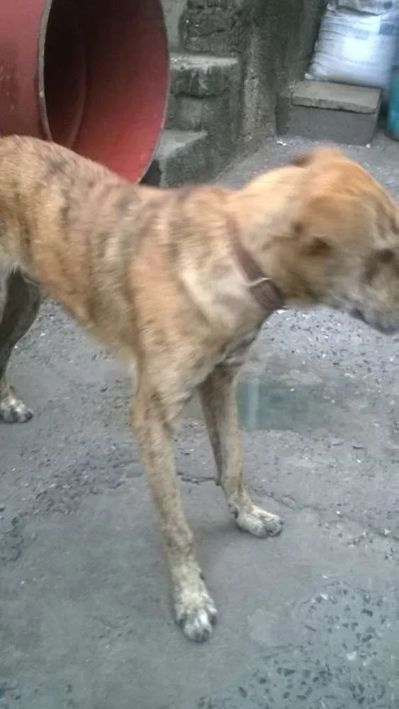 Cachorro ra a mestiços de raças idade 7 a 11 meses nome Pelinha,Magrela