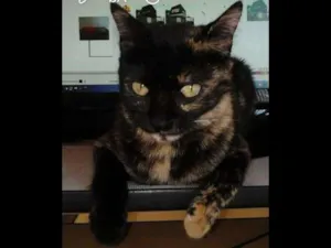 Gato raça srd idade 2 a 6 meses nome ferrugem