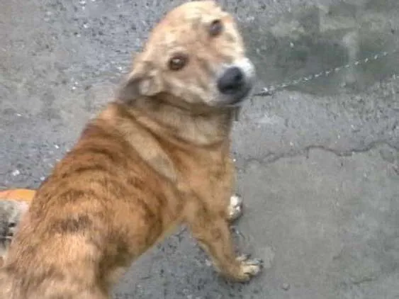 Cachorro ra a mestiços de raças idade 7 a 11 meses nome Pelinha,Magrela