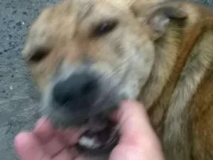 Cachorro raça mestiços de raças idade 7 a 11 meses nome Pelinha,Magrela