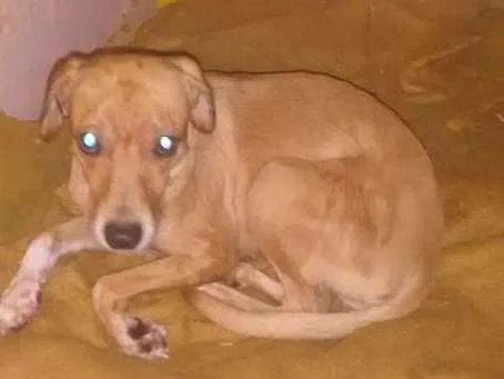 Cachorro ra a Vira lata idade 1 ano nome Annie Maria