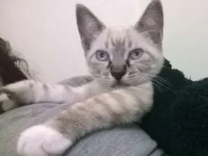 Gato raça gato idade Abaixo de 2 meses nome sem nomes ainda