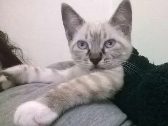 Gato ra a gato idade Abaixo de 2 meses nome sem nomes ainda
