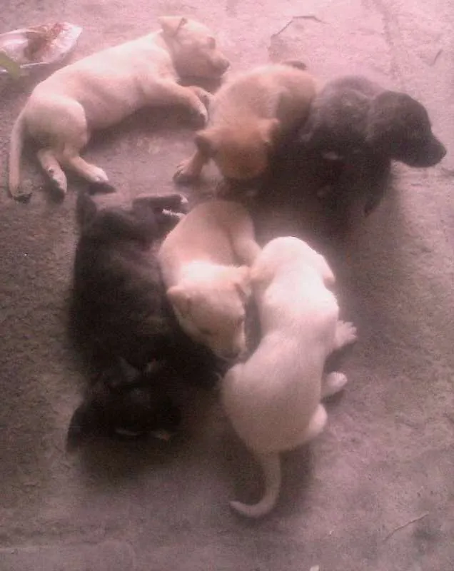 Cachorro ra a vira latas idade Abaixo de 2 meses nome varios