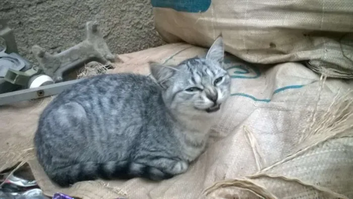 Gato ra a mestiços idade 2 a 6 meses nome sem nomes