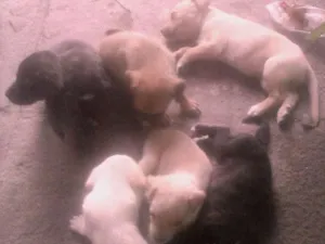 Cachorro raça vira latas idade Abaixo de 2 meses nome varios