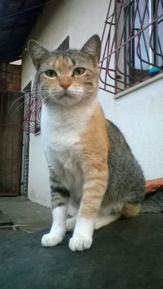 Gato ra a mestiços idade 2 a 6 meses nome sem nomes