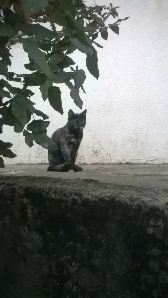 Gato ra a mestiços idade 2 a 6 meses nome sem nomes