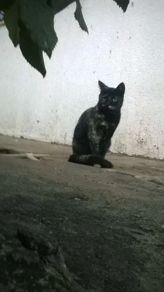 Gato ra a mestiços idade 2 a 6 meses nome sem nomes