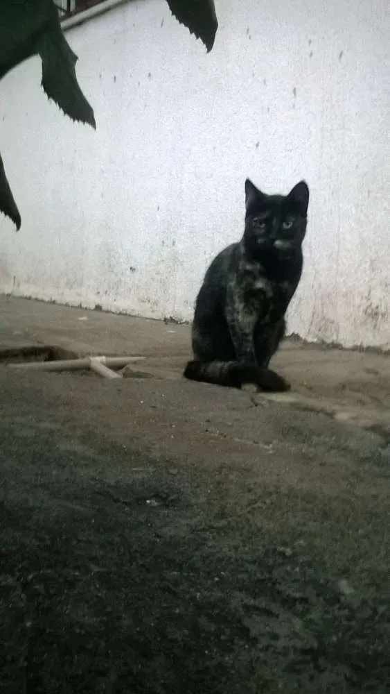 Gato ra a mestiços idade 2 a 6 meses nome sem nomes