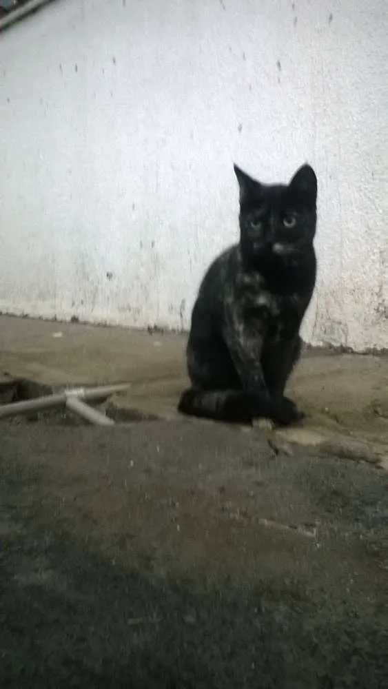 Gato ra a mestiços idade 2 a 6 meses nome sem nomes