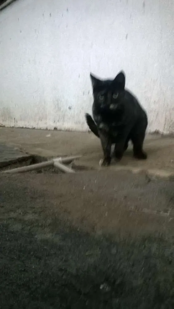 Gato ra a mestiços idade 2 a 6 meses nome sem nomes