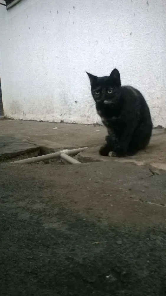 Gato ra a mestiços idade 2 a 6 meses nome sem nomes