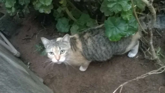 Gato ra a mestiços idade 2 a 6 meses nome sem nomes