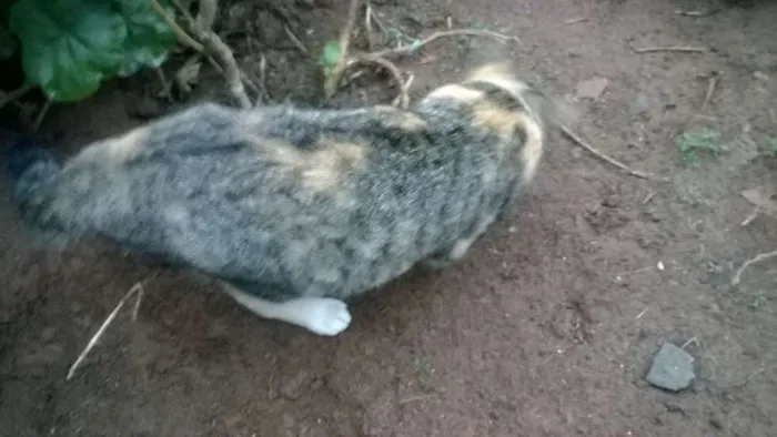 Gato ra a mestiços idade 2 a 6 meses nome sem nomes