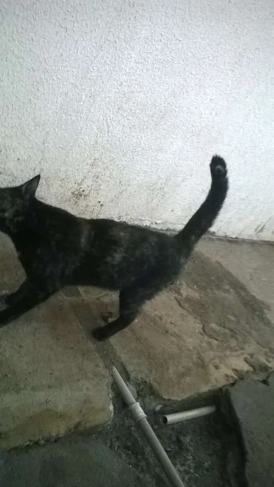 Gato ra a mestiços idade 2 a 6 meses nome sem nomes