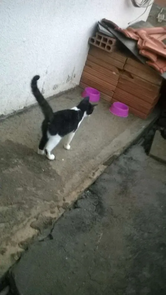 Gato ra a mestiços idade 2 a 6 meses nome sem nomes