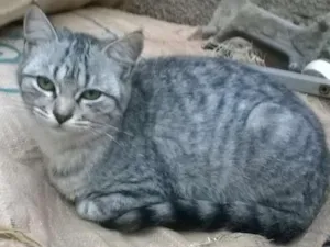 Gato raça mestiços idade 2 a 6 meses nome sem nomes