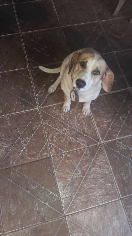 Cachorro ra a Vira lata idade 3 anos nome Lycan