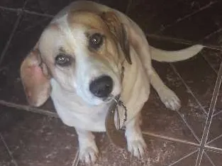 Cachorro ra a Vira lata idade 3 anos nome Lycan