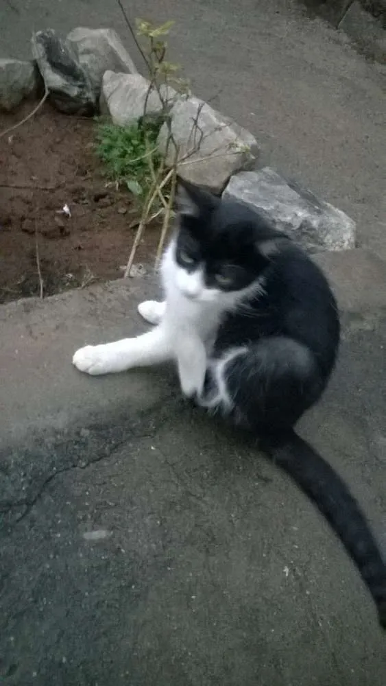 Gato ra a mestiços idade 2 a 6 meses nome sem nomes