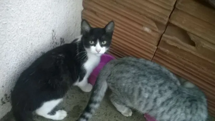 Gato ra a mestiços idade 2 a 6 meses nome sem nomes