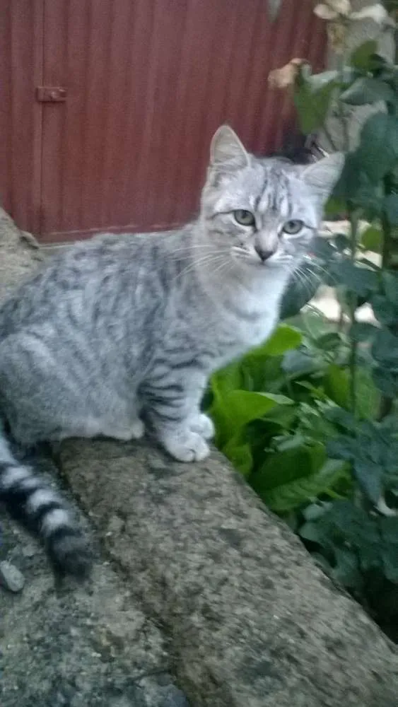 Gato ra a mestiços idade 2 a 6 meses nome sem nomes